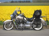 2003 Yamaha XVS 1100 A Drag Star Classic photo